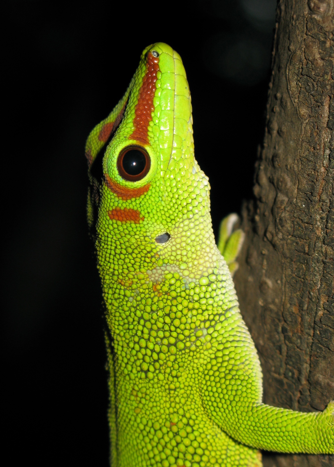 Phelsuma m. grandis. grandis 1 NDC